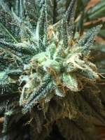 Clone Only Strains Critical Bilbo - foto de budmaster