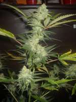 Clone Only Strains Critical Bilbo - foto de aitite