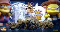 Clone Only Strains Crown OG - foto de Justin108