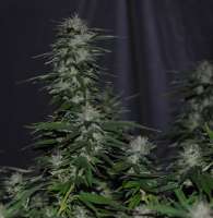 Clone Only Strains Death-Star - foto de Unknown