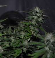 Clone Only Strains Death-Star - foto de Unknown