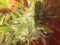 Imagen de famero (Girl Scout Cookies)