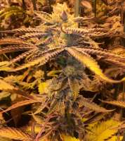 Imagen de DankGroen (Girl Scout Cookies)