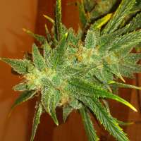 Clone Only Strains Golden Goat - foto de Billk420