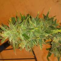 Clone Only Strains Golden Goat - foto de Billk420