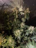 Clone Only Strains Irene OG - foto de Whizkidlabs