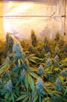 Clone Only Strains Jaggen - foto de admin