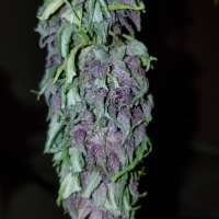 Clone Only Strains Las Vegas Purple Kush - foto de wm420