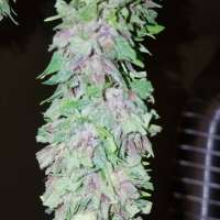 Imagen de wm420 (Las Vegas Purple Kush)