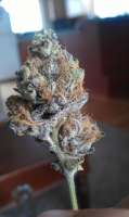 Imagen de bigrob (Las Vegas Purple Kush)