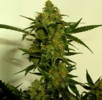 Clone Only Strains NLX - foto de Stamina