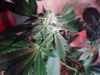 Imagen de BuddyJunior420 (OG Kush)