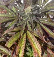 Clone Only Strains Platinum Cookies - foto de Panoramixbx