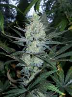 Clone Only Strains Psychosis - foto de psychoman