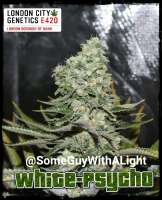 Clone Only Strains Psychosis - foto de Londoncitygenetics