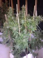 Clone Only Strains Skywalker OG - foto de DexterJ