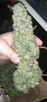 Clone Only Strains SoCal CatPiss - foto de AntidoteMan