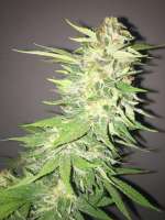 Clone Only Strains SoCal Master Kush - foto de OGchema