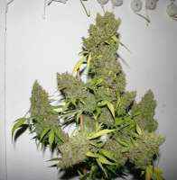 Clone Only Strains Victory - foto de randalika