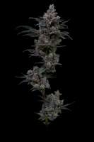 Clone Only Strains White Runtz - foto de modoak