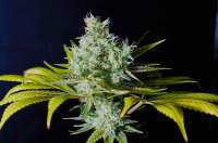 Imagen de MolaR (Clementine Kush)