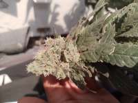 Compound Genetics Jokerz Candy - foto de Dave4200