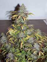 Crazy Diamonds Seed Company Star Runner - foto de 420since1974