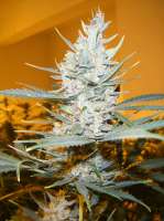 Cream of the Crop Seeds Amphetamine - foto de SeedMan91