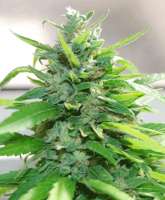 Cream of the Crop Seeds Cream Cheese - foto de SeedMan91