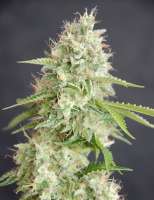 Cream of the Crop Seeds Double Cream - foto de SeedMan91