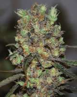 Imagen de SeedMan91 (Purple Paralysis)