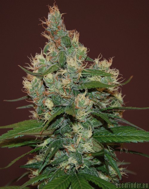 Cream of the Crop Seeds Sour Turbo Diesel