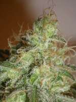 Cream of the Crop Seeds White Chronic - foto de SeedMan91