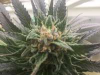 Crop King Seeds Black Indica - foto de Kentucky