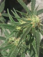 Crop King Seeds Black Indica - foto de Juicyfruit