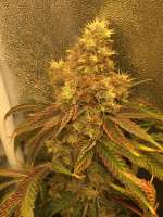 Crop King Seeds White Voodoo - foto de JasonJ