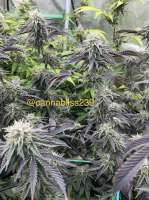 Cult Classics Seeds Cement Shoes - foto de Cannabliss239