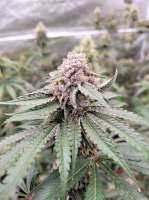 Cult Classics Seeds Unicorn Sherbert - foto de 00BudSpencer00