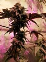 Cult Classics Seeds Unicorn Sherbert - foto de Vasmokemakr