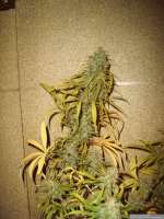 DNA Genetics Seeds Annunaki - foto de Chilla