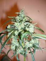 DNA Genetics Seeds C-13 Haze - foto de merlin