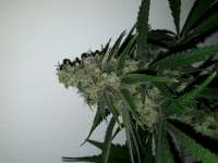 Imagen de kotbrot (Cannalope Haze)