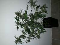 Imagen de kotbrot (Cannalope Haze)