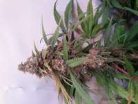 Imagen de kotbrot (Cannalope Haze)