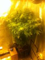 Imagen de FourTwenty (Cannalope Haze)