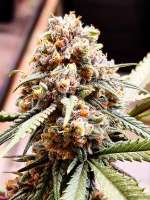 DNA Genetics Seeds Cannalope Haze - foto de Reua4020