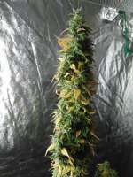 Imagen de Falconresearch (Cannalope Haze)