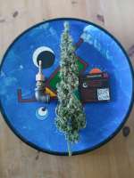 DNA Genetics Seeds Cannalope Haze - foto de Falconresearch