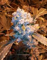 DNA Genetics Seeds Cannalope Kush - foto de grinspoon