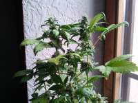 Imagen de Daweed81 (Cataract Kush)